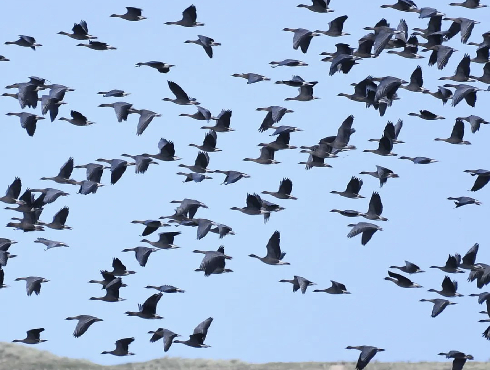 Pink-footed Goose